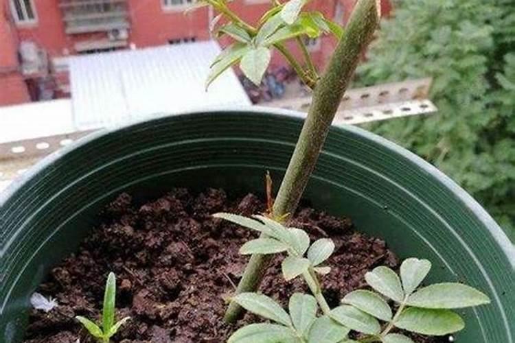 红木香养殖方法和注意事项