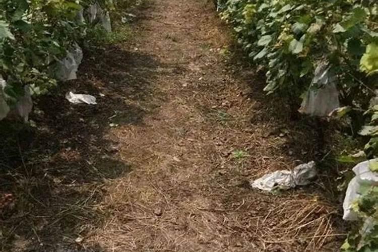 如何种植苹果园的基本管理方法