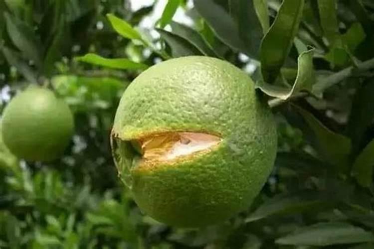 蟠桃裂果怎么办