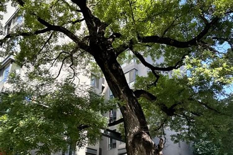 国槐施肥方法和注意事项有哪些 国槐施肥方法和注意事项