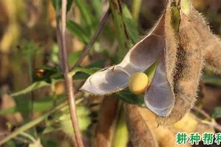水田中不宜使用硝态氮的原因