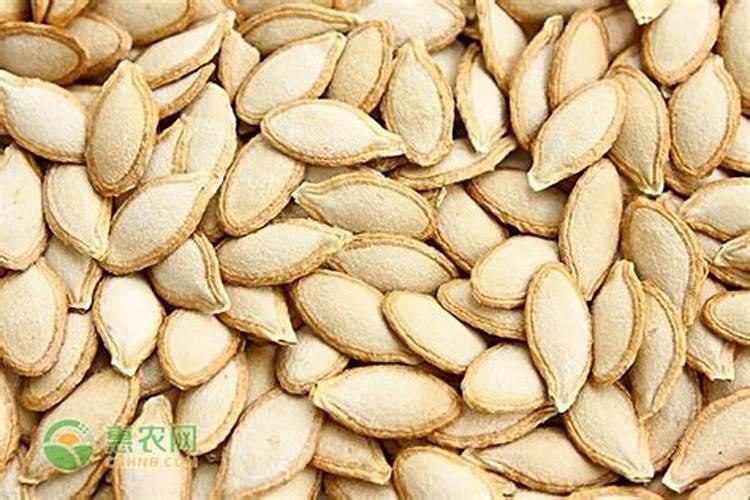 南瓜子可以当肥料上花吗？