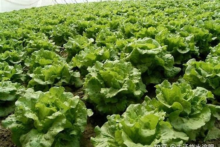 生菜叶片增厚用什么叶面肥