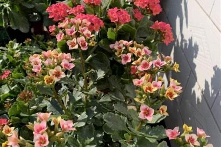 国内生产微肥的著名企业