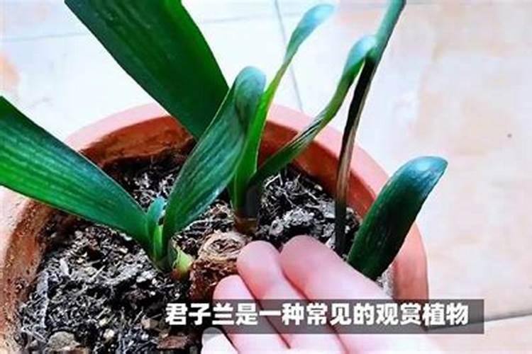 君子兰用什么肥料最好