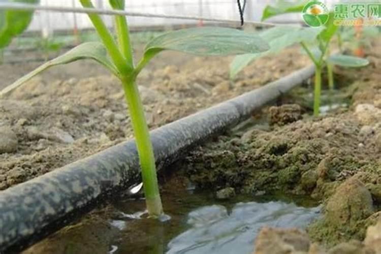 下雨天可以给花施肥吗