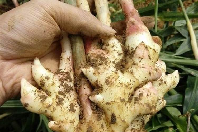 生姜出苗后用什么肥料