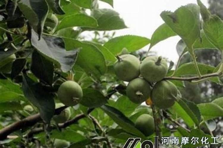 微量元素肥料有哪些 微量元素肥料有什么作用