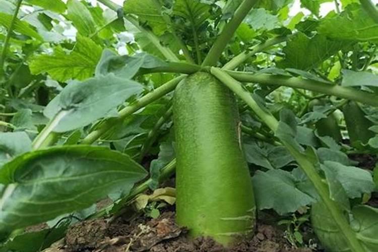 花生用什么肥料产量高