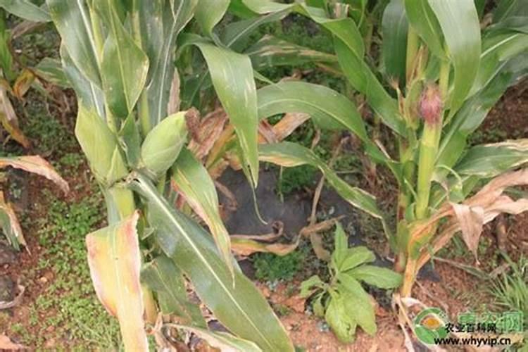 玉米底肥多了怎么办？