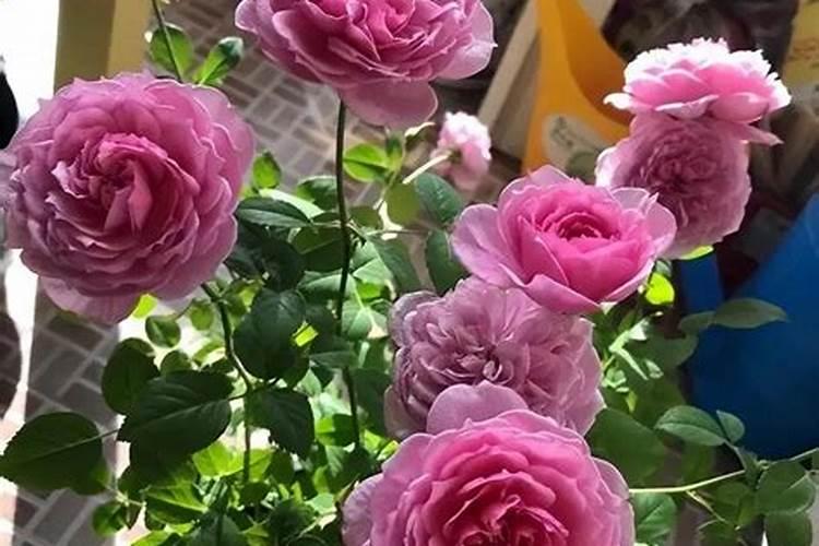 对节白蜡多少钱一棵？对节白蜡价格行情