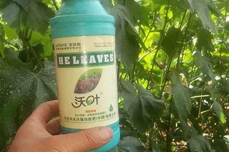 播种多肉植物可以直接用复合肥吗