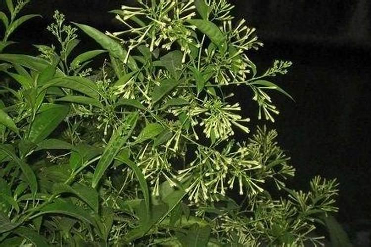 夜来香怎么施肥,这样做才正确!