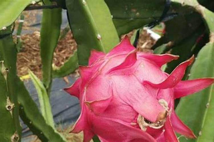 火龙果不开花怎么办