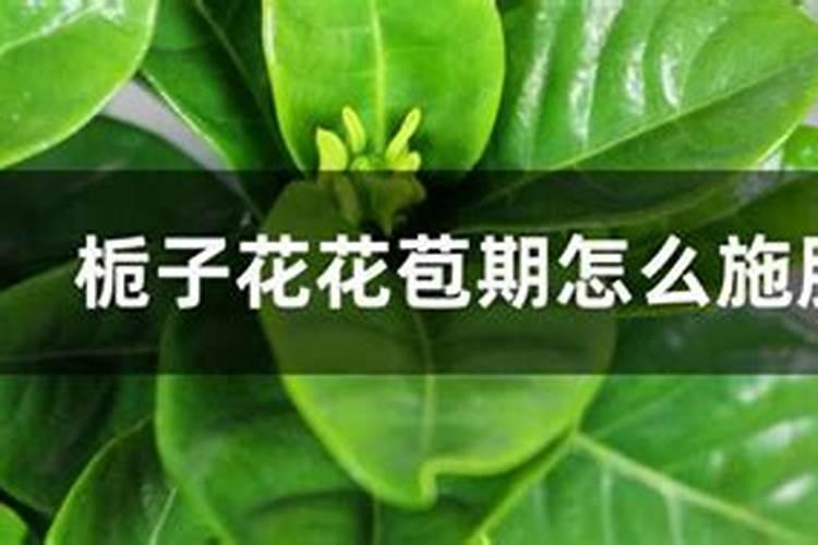 栀子花怎么施肥