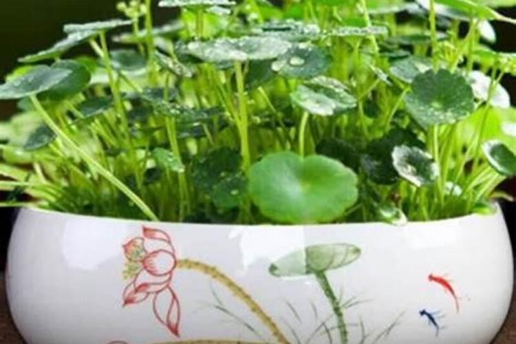 小麦灌浆期该如何管理？小麦灌浆期管理技术要点,直接决定今年产量高百 ...