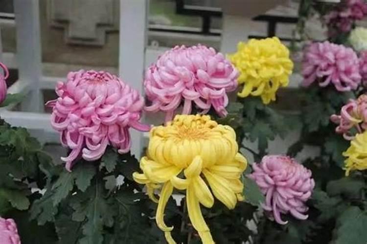 菊花在开花的时候可以施肥吗