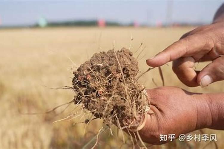鱼肚怎么发(鱼肚怎么泡发比较好)