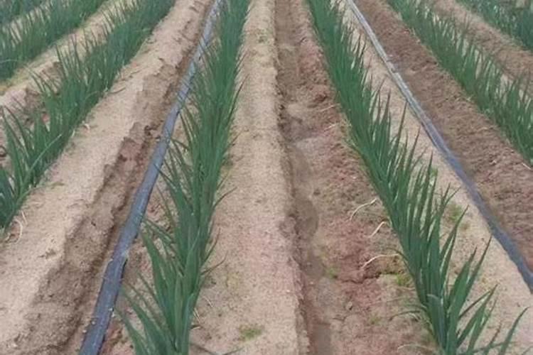 11月份油菜田间管理措施