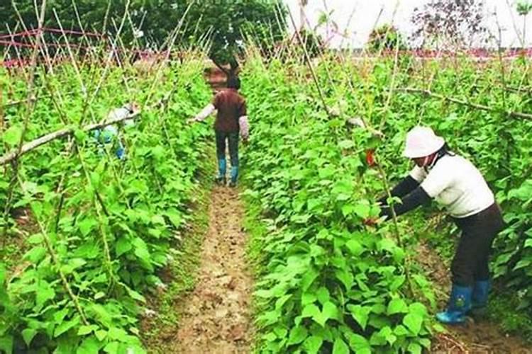 无架四季豆的种植方法和时间 栽培技术及管理