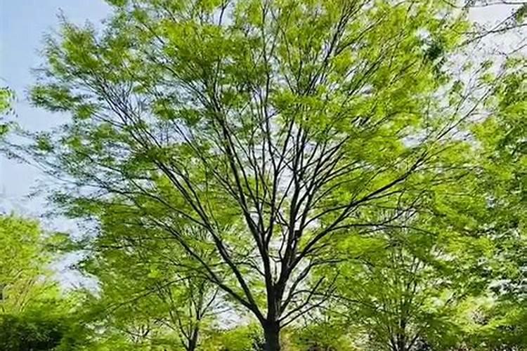 猕猴桃秋季用什么肥料