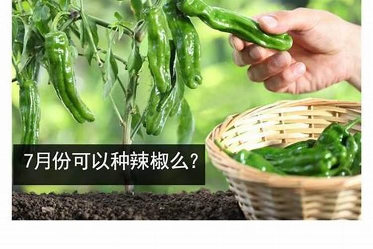 辣椒喷什么叶面肥结果多,多久喷一次