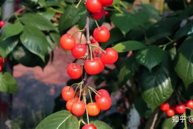 青刀豆的烹饪方法怎么做最好吃 糖和少许酱油