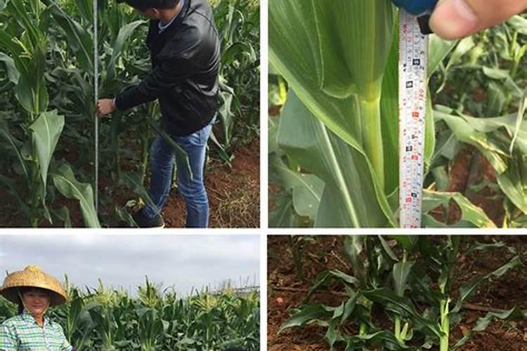 玉米施肥方法与量 玉米怎样施肥最正确