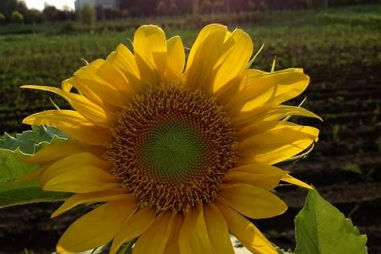 腹透病人两天不做透析会怎么样