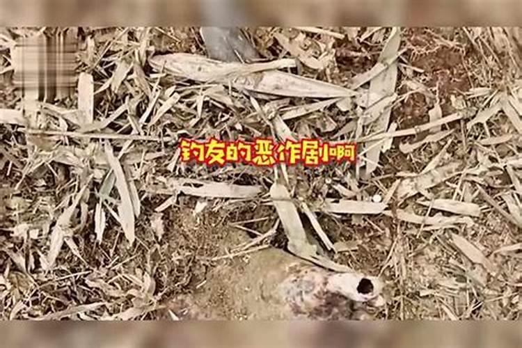 草坪枯萎病的症状是什么如何防治