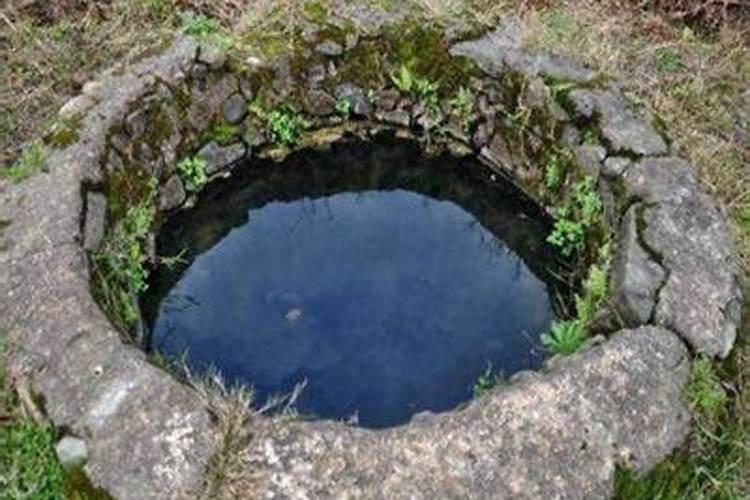 夏威夷竹叶尖发黑怎么办