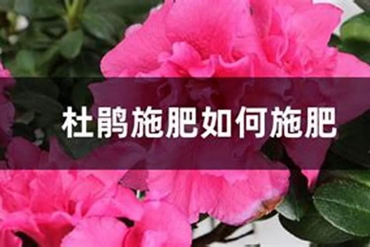 杜鹃花复合肥上多了烧根怎么办？