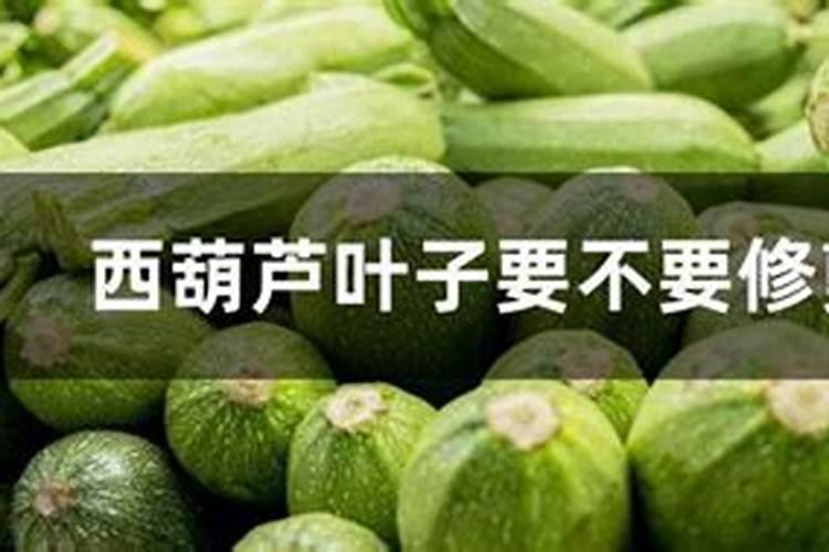 西葫芦真怎么追肥浇水好