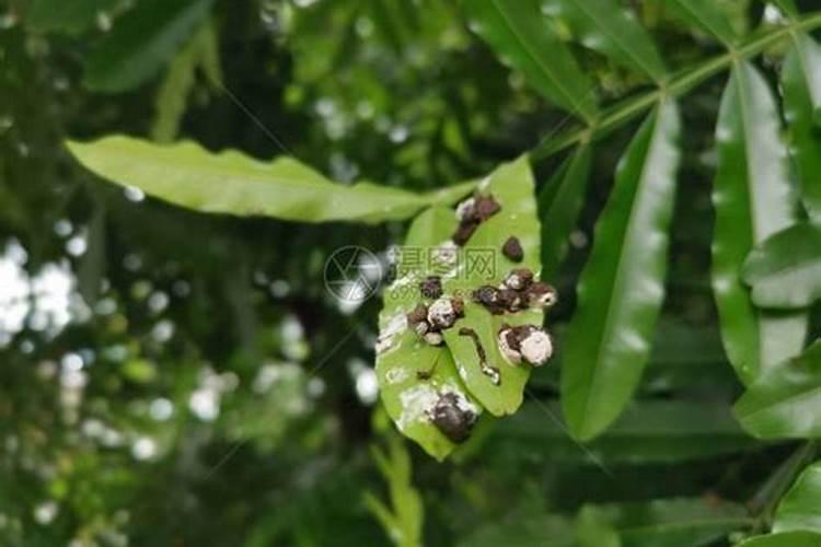 西沙群岛的鸟粪为什么是宝贵的肥料