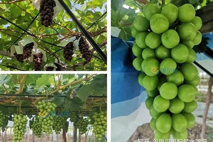 葡萄棵粒小应该怎么办