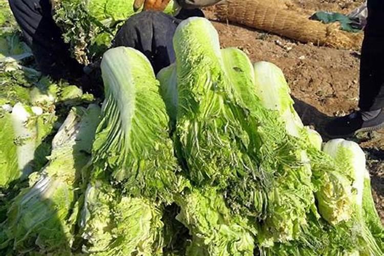 什么是 腐熟液肥