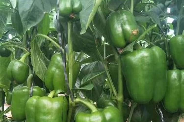 辣椒开花结果后施什么肥