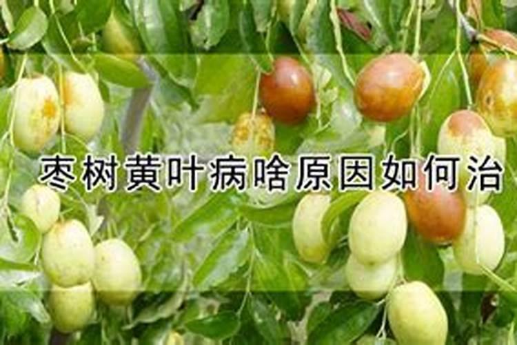 枣树什么时候施肥最好 枣树的施肥时间