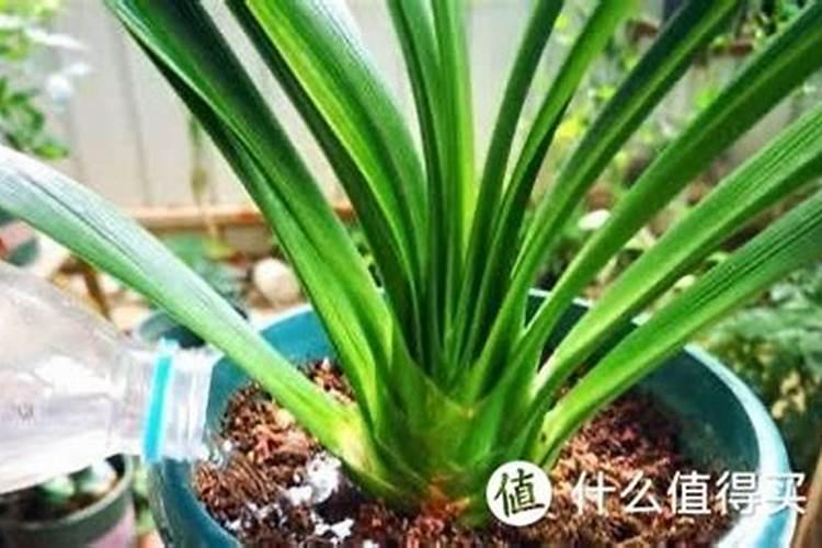 三角梅开花期间怎么施肥