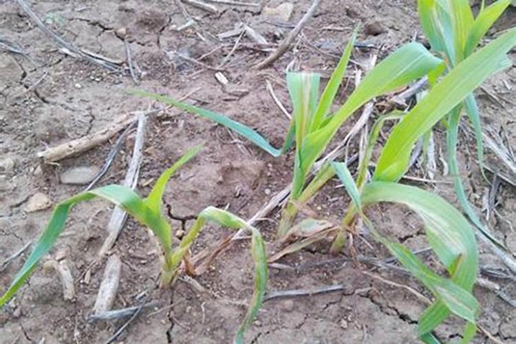 玉米锌肥叶面喷施用量