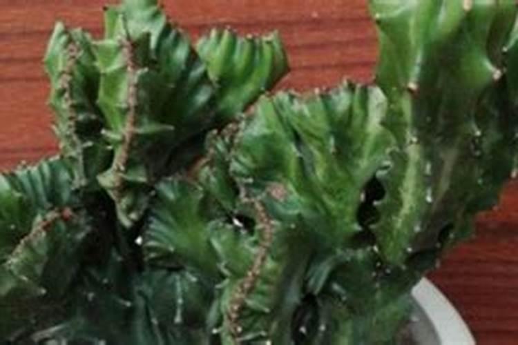 彩麒麟植物养殖方法