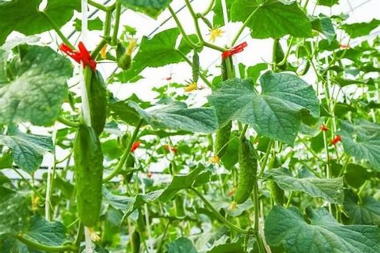 种豆角、黄瓜、丝瓜时,牢记哪5点能让果实多得摘不完？