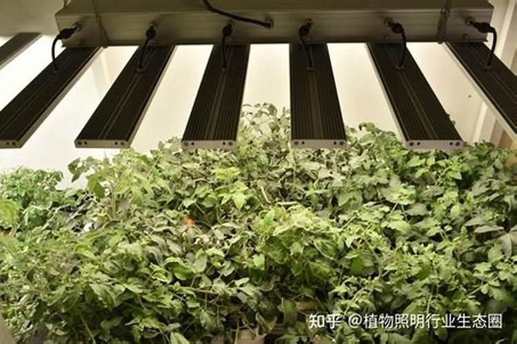 黄瓜冲施啥肥瓜条能有亮度？