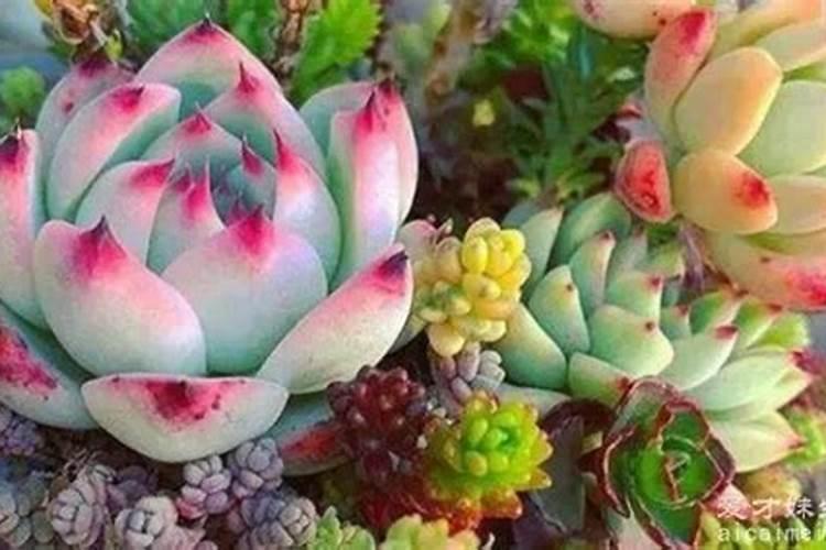 多肉施肥施什么肥 多肉施肥可以施什么肥