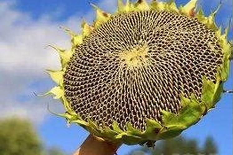 葵花籽饼能当花肥吗？