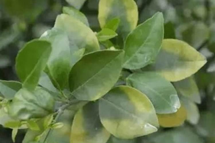 种植茄子的时候会遇到哪些问题？该怎么防治呢？