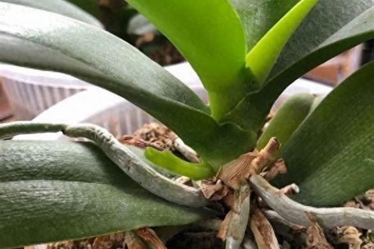 蝴蝶兰开花喂什么肥 怎么施肥