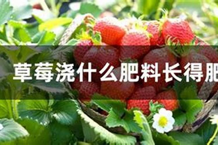 草莓开花时怎样施农家肥