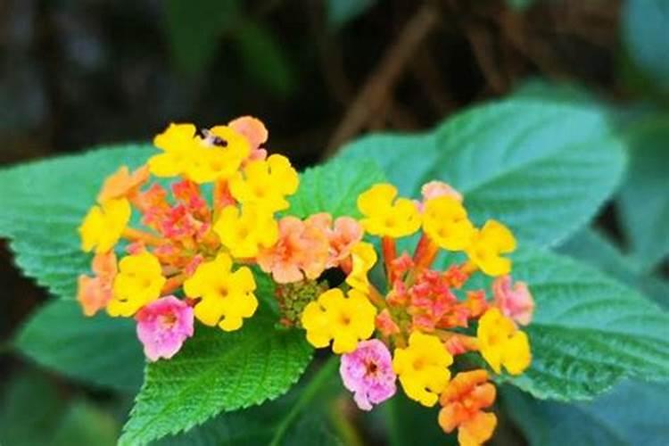 家里有院子的别错过,这种果树,香甜可口,营养丰富