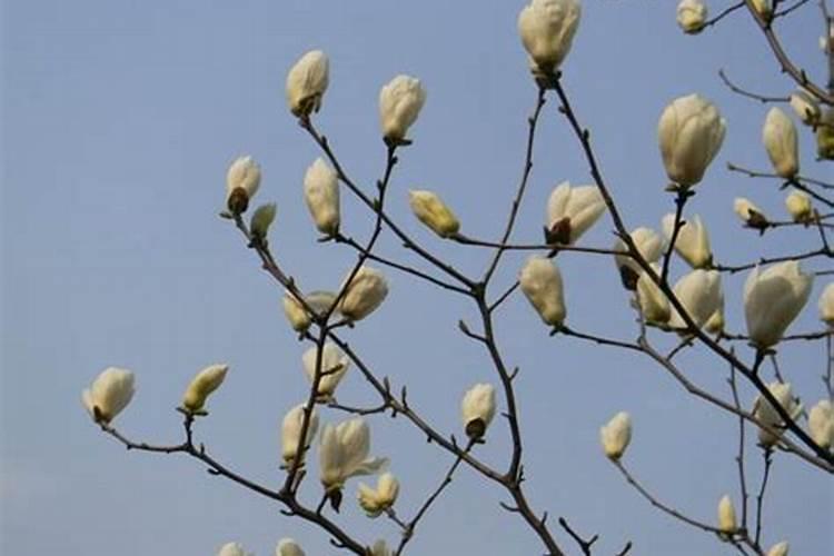 玉兰花怎么养护？